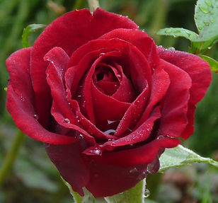 Toms Rose picture_edited_edited.jpg