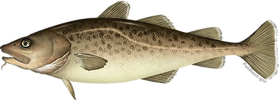 Pacific-Cod-NOAAFisheries.png