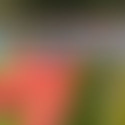 Faire des photos de fleurs.