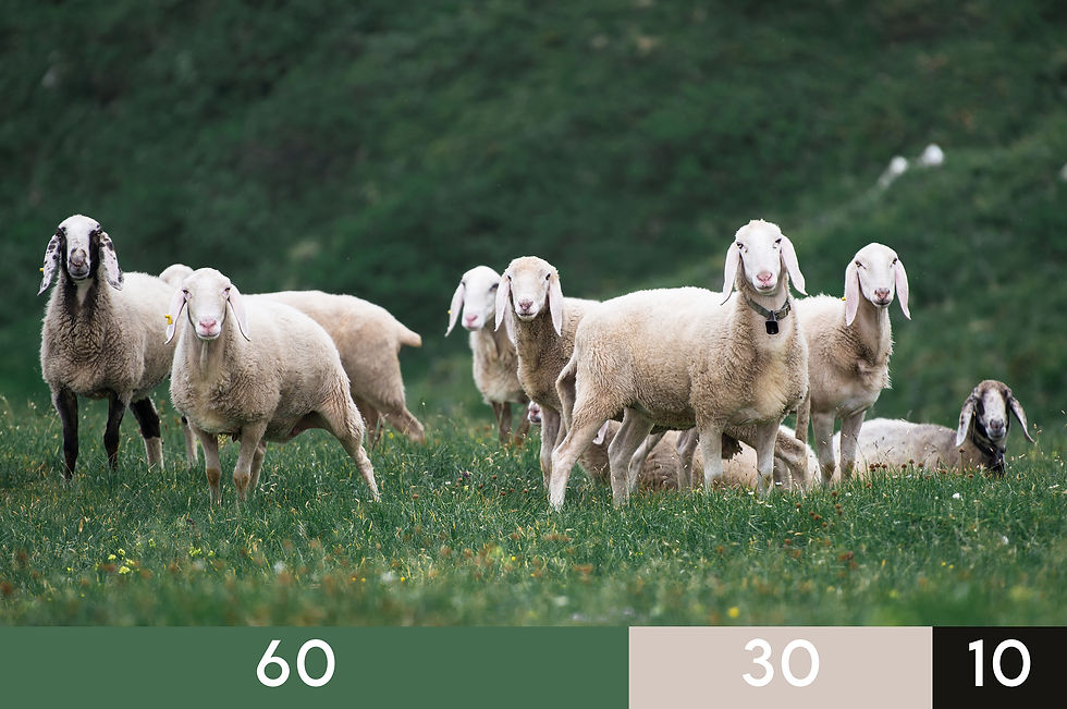 Photo de paysage avec des moutons