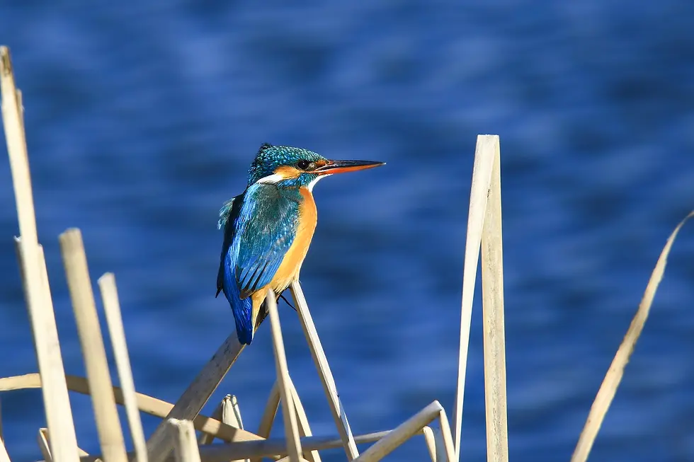 Oiseau martin pécheur.