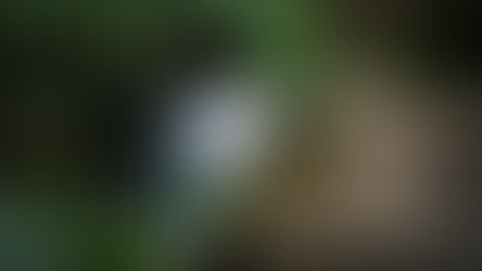 Quelques astuces pour photographier les cascades