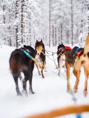 Course de chien de traineau.