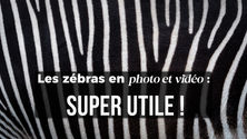 Les zébras photo et vidéo.