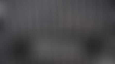 Les zébras photo et vidéo.