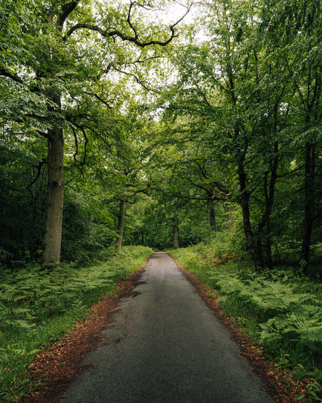 Forêt verdoyante avec une route bétonnée.