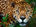 Panthera Onca