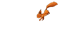 белка прыгает.gif