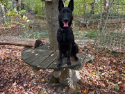 Pippin heeft een mooie nieuwe start