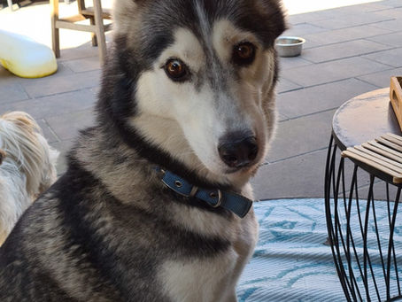 DIT HADDEN WE NIET VERWACHT - Heerenveen (Friesland)