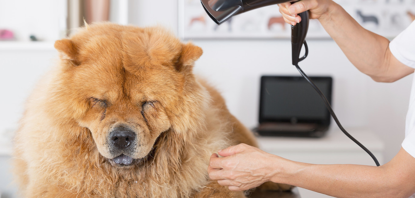 Dog Grooming Session