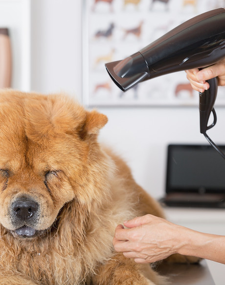 Canine Hairdresser