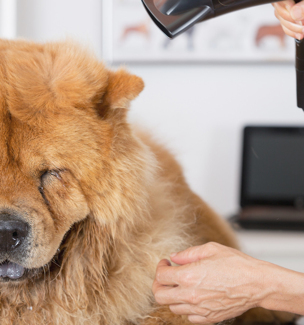 Canine Hairdresser