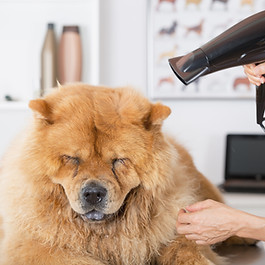 Canine Hairdresser
