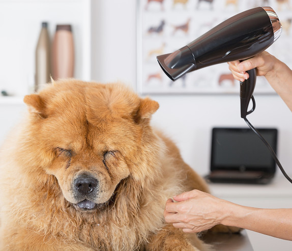 Canine Hairdresser