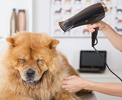 Canine Hairdresser