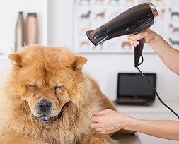 Canine Hairdresser