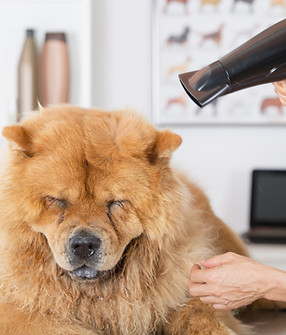 Canine Hairdresser