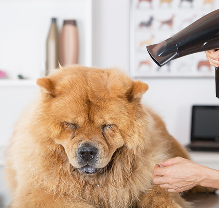 Canine Hairdresser