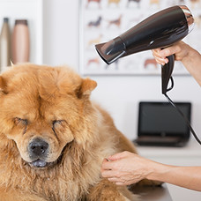 Canine Hairdresser