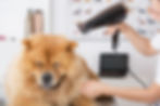 Canine Friseur