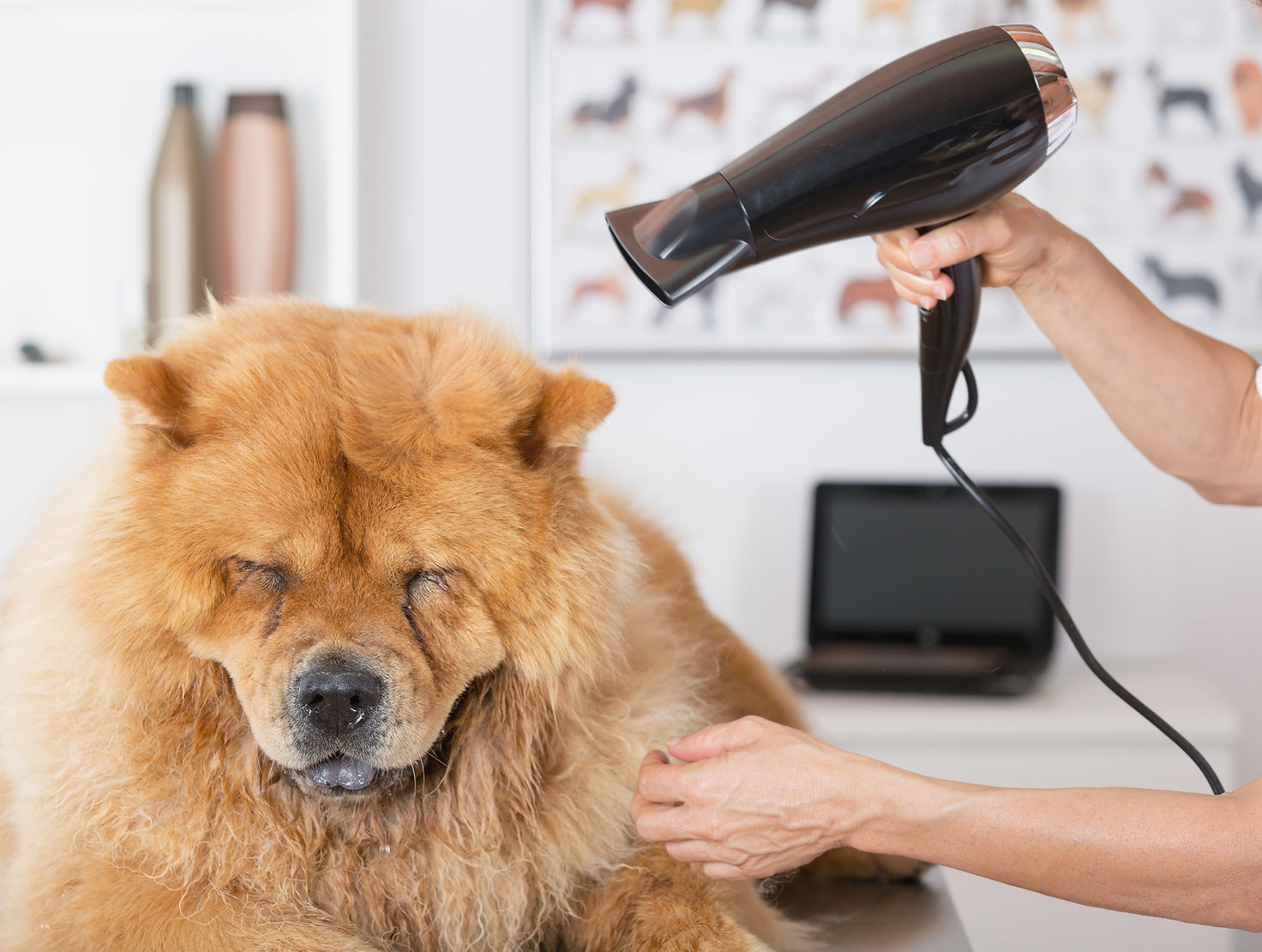 Canine Hairdresser