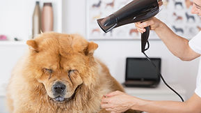 Convence a tu perro para que se deje bañar
