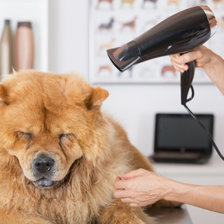 Canine Hairdresser