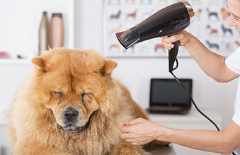 Canine Hairdresser