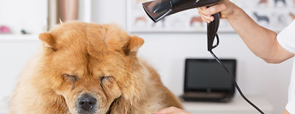 Canine Hairdresser