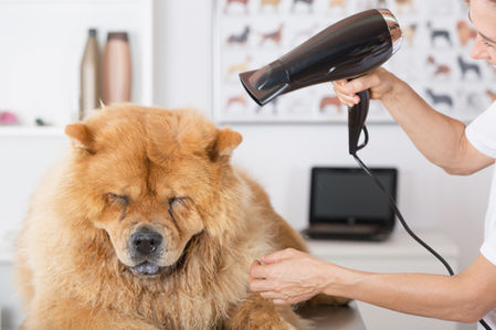10 at-home pet grooming tips