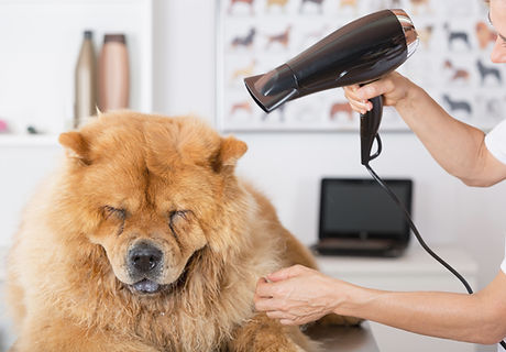 Canine Hairdresser