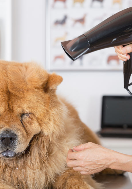 Canine Hairdresser