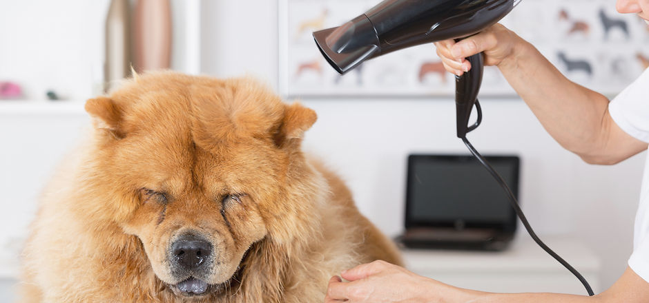 Canine Hairdresser in Redding Ca