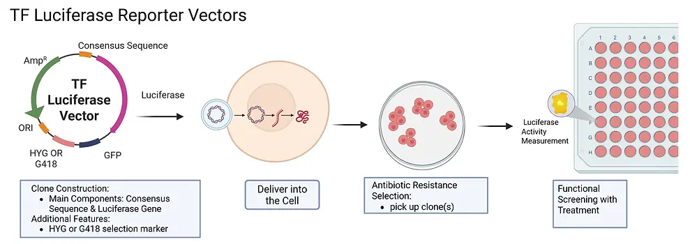 Mechanism of Transcription Factor-Driven Luciferase Reporter Gene Transcription