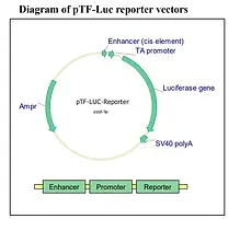 Basic TF Firefly Luciferase Reporter Vectors map