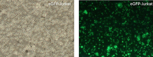 egfp jurkat.jpg