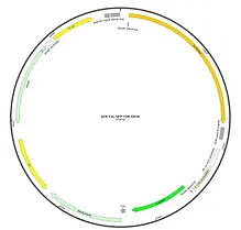 NeoSelect TF Firefly Luciferase Reporter Vector with GFP Map
