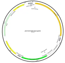 Firefly Renilla Dual Luciferase Reporter Vector Map