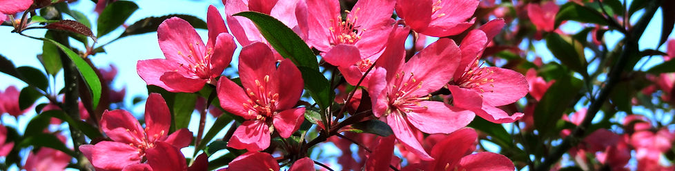 blossoms_edited.jpg