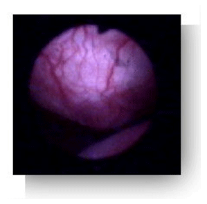 photo4.gif