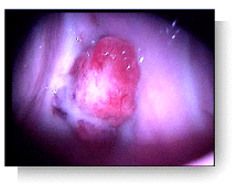 photo2.gif