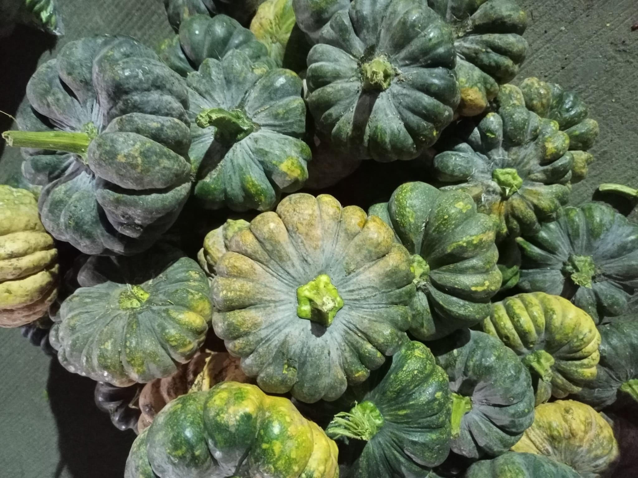 Squash (Kalabasa)