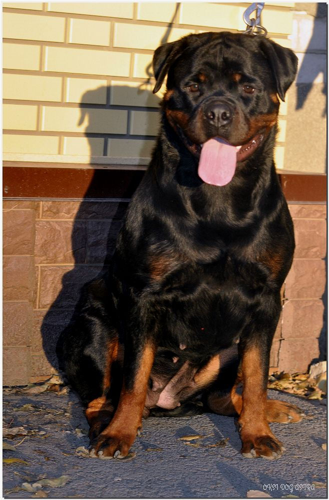 OKSI DOG ASTRA (16 months)