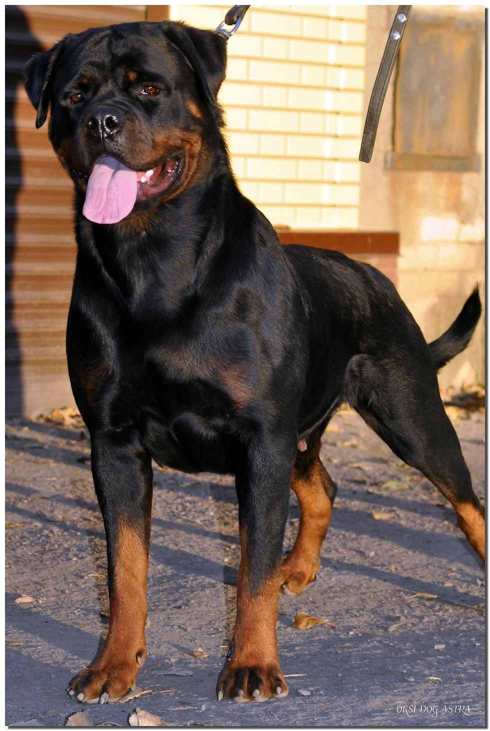 OKSI DOG ASTRA (16 months)