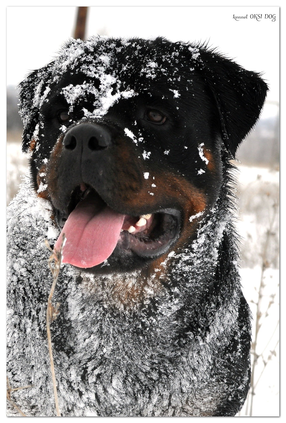 OKSI DOG ASTRA (20 months)