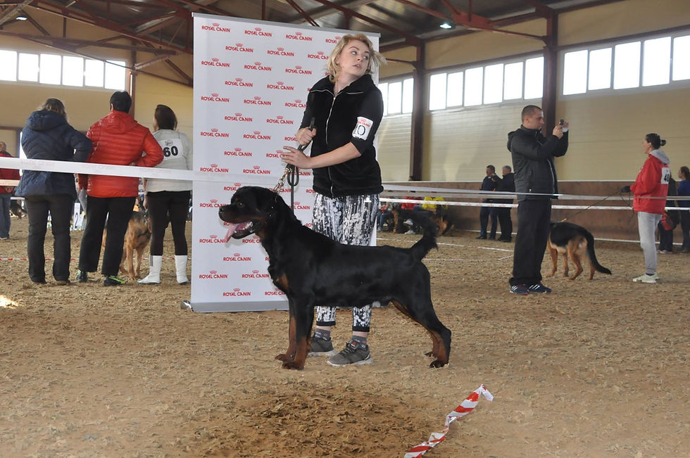 OKSI DOG Grand Cardinal - JUNIOR C