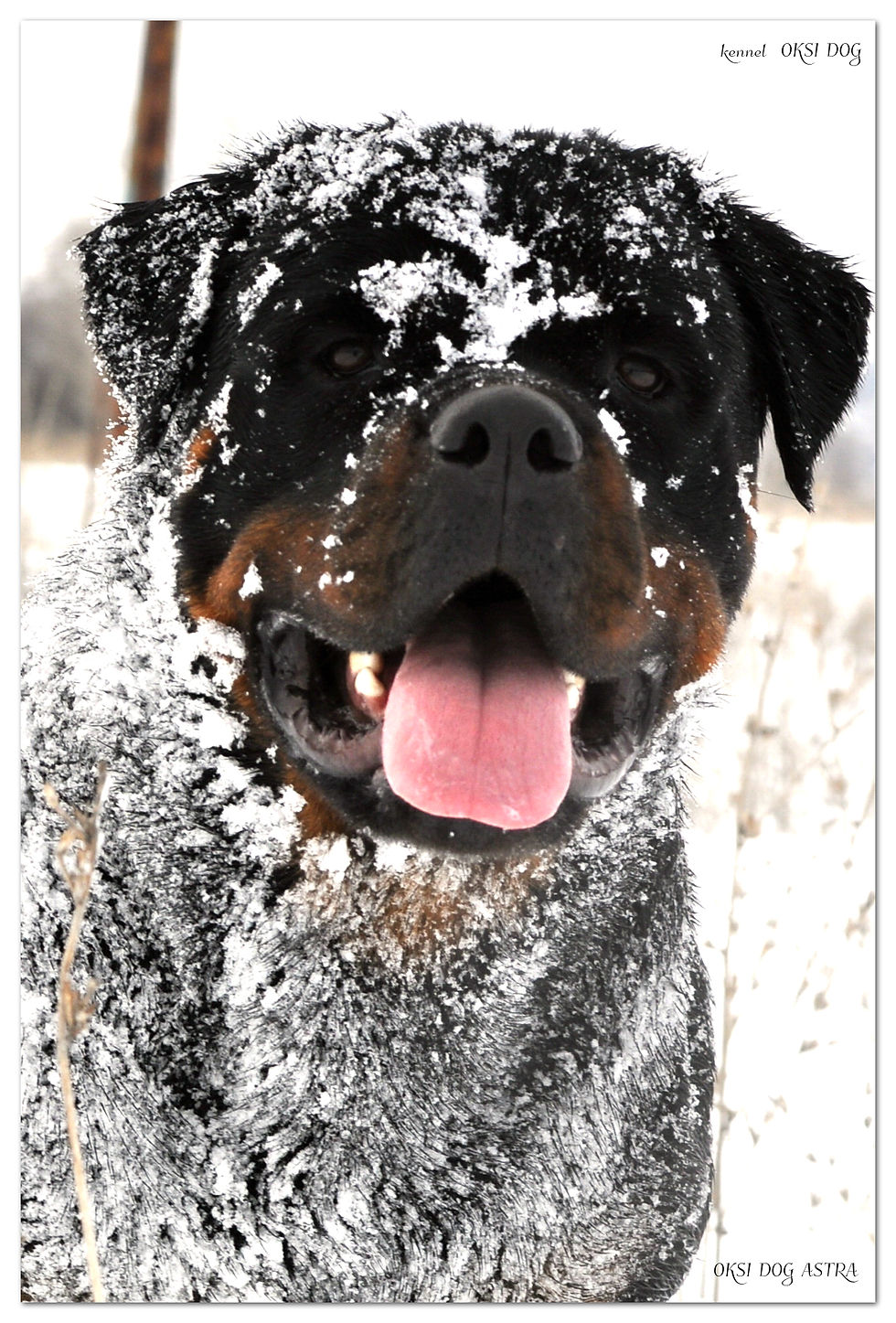 OKSI DOG ASTRA (20 months)