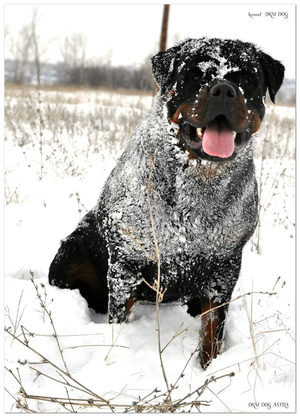 OKSI DOG ASTRA (20 months)