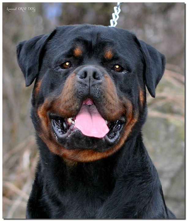 oksidog3